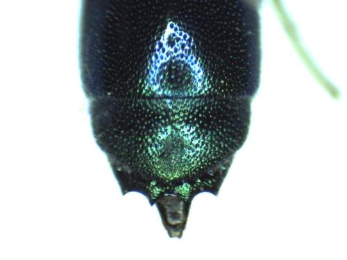 Chrysis indigotea